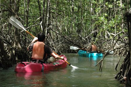 Damas Island Mangrove Kayaking Tour from Jacó