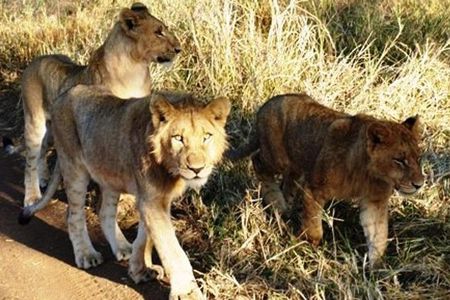 Rhino and Lion Park to see lots more animals nearest Johannesburg