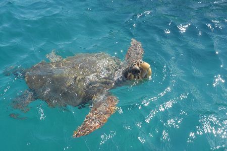 Turtle Spotting Cruise in Zakynthos