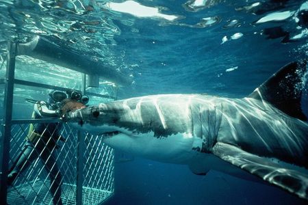 Shark Diving Full Day Guided Return Transfer to Gansbaai from Cape Town