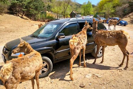 Beijing Badaling Wildlife Park & Juyongguan Great Wall Private Tour