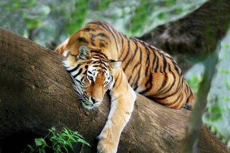3-Day All Inclusive Chitwan Jungle Safari Tour From Kathmandu