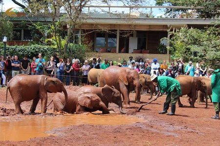Giraffe Centre and David Sheldrick Half Day Tour