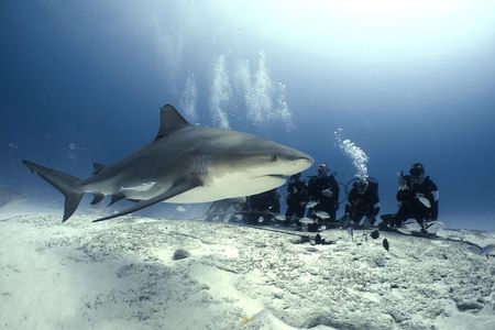 Bull Shark Dive in Playa del Carmen - 2-tanks / Only For Certified Divers