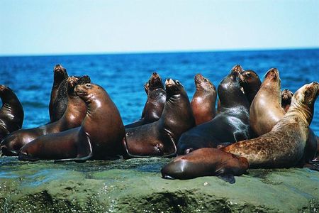 Excursion to Punta Loma, a Sea Lion Colony from Puerto Madryn