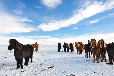 Golden Circle & Viking Horse Experience