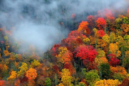 Trees of Many Colors Tour from Pigeon Forge