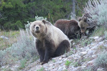 Grand Teton National Park - Full-Day Guided Tour from Jackson Hole