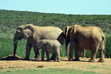 3 Day Wildlife Safari Tour - Garden Route Small Group Tour from Cape Town