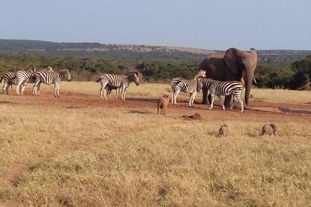 5 Day Cape to Addo Safari - Garden Route Small Group Tour