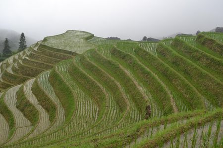 Longji Rice Terraces Long-Hair Minority Village Private Day Trip