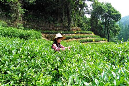 Hangzhou Private Customized Day Trip from Shanghai by Bullet Train