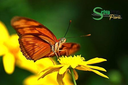 Canopy Zipline & Butterflies From Monteverde