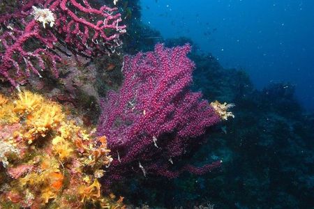 Marsa Alam: Snorkeling at Abu Dabab Beach