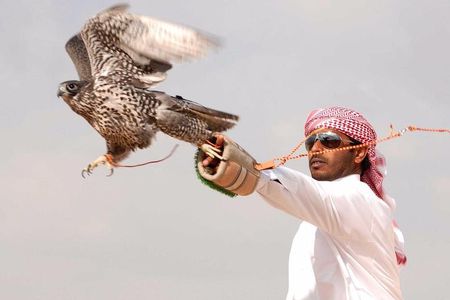 Private Desert Safari with Private Falcon Show with Sunset setup experience