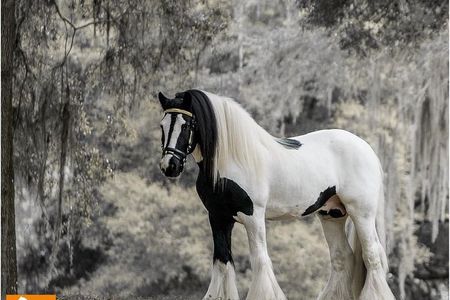 Gypsy Gold Horse Farm Tour 