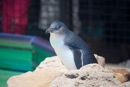 Full-Day Penguin Island & Mandurah Canal Cruise