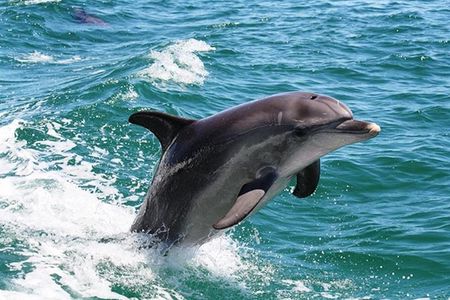 Half-Day Mandurah Canals & Dolphin Watch Tour