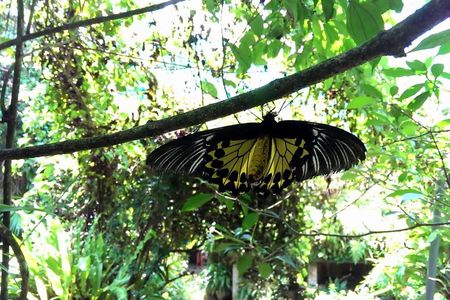 KL Butterfly Park Admission with Kuala Lumpur Famous Landmarks