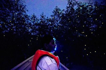 Kuala Selangor Fireflies Evening River Cruise from Kuala Lumpur