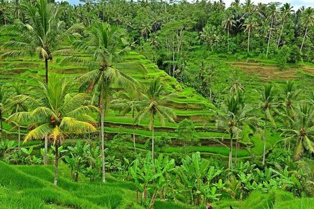 Full Day Surface of Ubud Private Tour