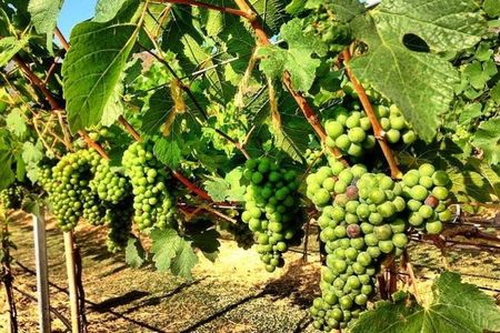 Khao Yai Winery - Vineyard Tours & Animal Lover with Horse Farm 
