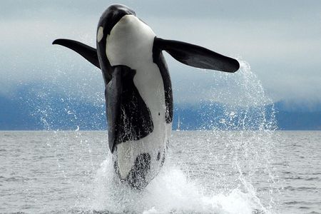 Cowichan Bay Half Day Whale & Wildlife Adventure