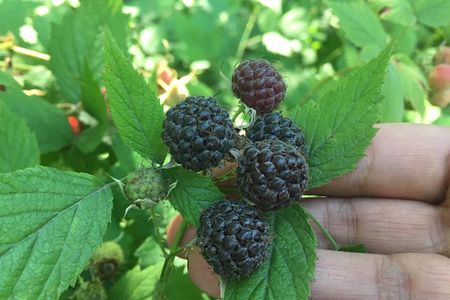 Talking Trees: Stanley Park Indigenous Walking Tour Led by a First Nations Guide