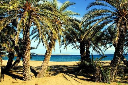 Palm forest of Vai - Monastery Toplu - North Coast Adventure Tour