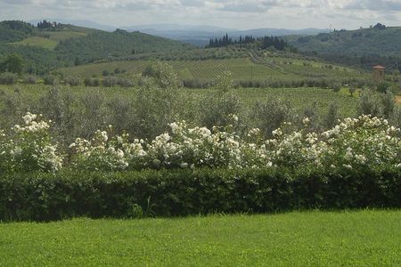 Discover Chianti Through its Wines