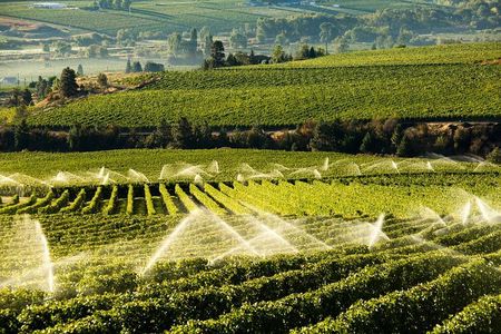 West Kelowna Wine Tour - Classic - 6 Wineries