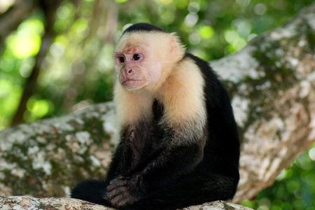 11-Day Tour San Jose: Tortuguero,Arenal,Monteverde,Manuel Antonio