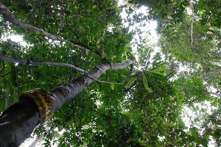 Half-Day Langkawi Rainforest Trekking Tour