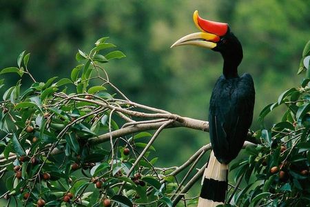 2-Night Danum Valley Borneo Rainforest Lodge Hiking and Wildlife Adventure