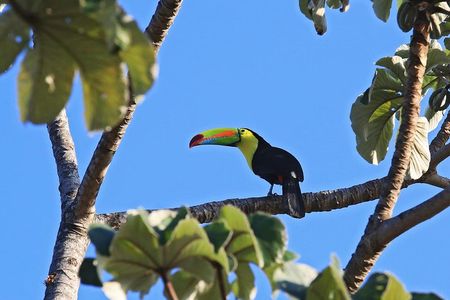Bird Watching Tour Arenal Mundo Aventura