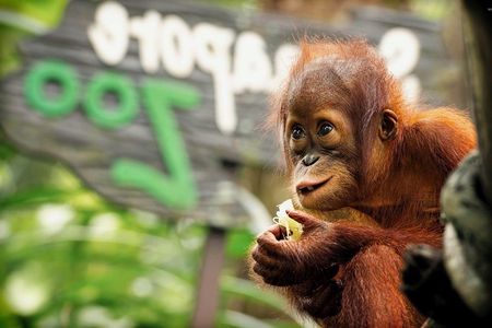 Ipoh Day Tour with Orang Utan Island Visit