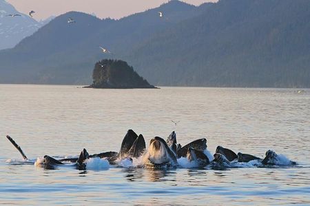Ultimate Juneau Whale Watch Plus Mendenhall Glacier Photo Stop
