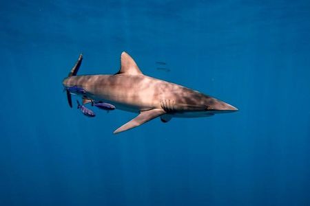 Shark Encounter