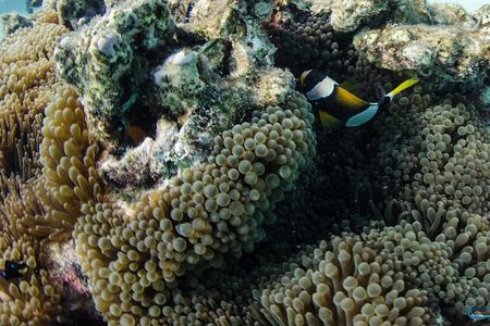 Muiron Island Diving Tour