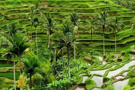 Full Day Exploring UBUD and Rice Terrace