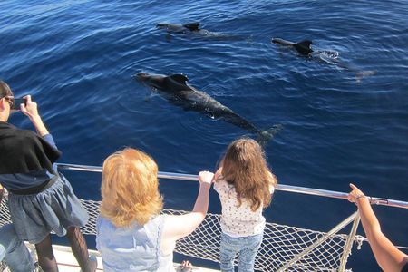 Most Famous Catamaran in Tenerife Island (2 hours and 3 hours tours)