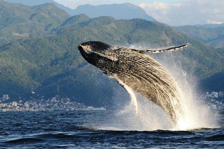 Whale Watching Adventure