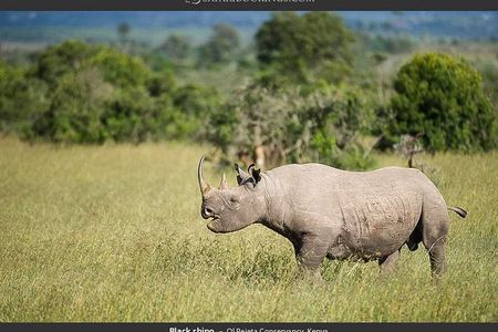 Day Tour to Ol Pejeta Conservancy