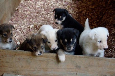 Musher's Camp® and S'More Roasting