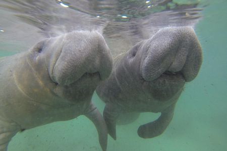 Manatee Tour with In-Water Divemaster/Photographer