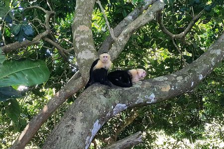 Manuel Antonio National Park Sightseeing and Wildlife Day Tour from San Jose