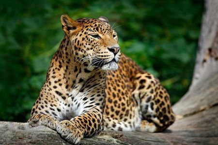Day Tour to Wilpattu National Park From Negombo