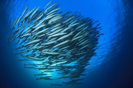 Chumphon Pinnacle-Koh Tao 2 dive trip for certified divers