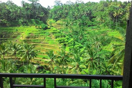 Monkey Forest, Ubud, Waterfall and Rice Terrace