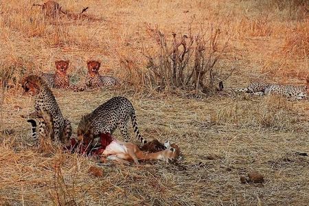 Ruaha National Park And Mikumi National Park Budget Safari 6 Days 5 Nights 